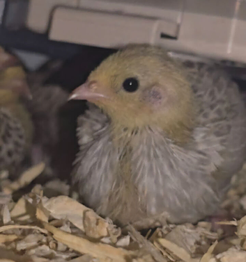 Button quail chicks
