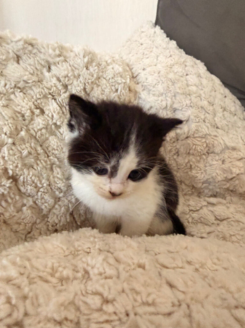 Beautiful British shorthair kittens for sale