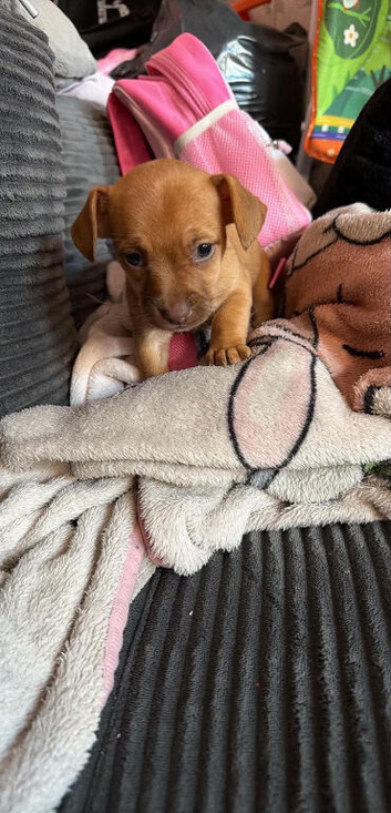 Dachshund puppies