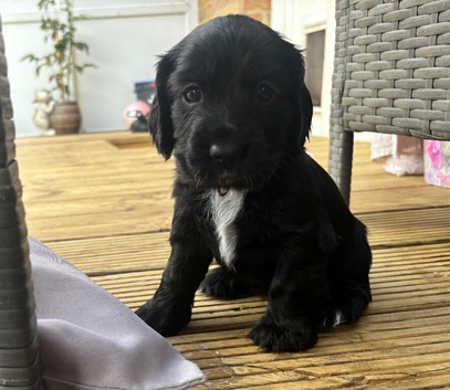 Stunning "Working x Show" Cocker Spaniels !