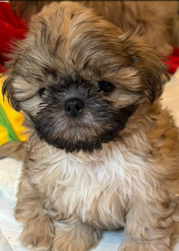 Kc reg Stunning small baby boys