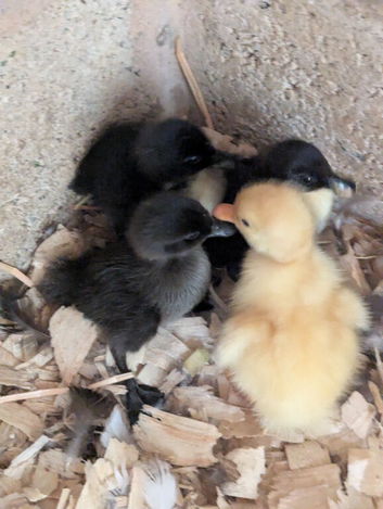 Cherry valley/ Cayuga mixbreed ducklings