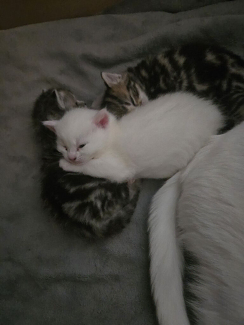 Turkish angora kittens