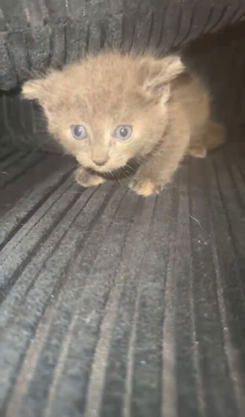 3 kittens for sale