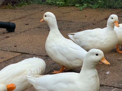 Call Ducks