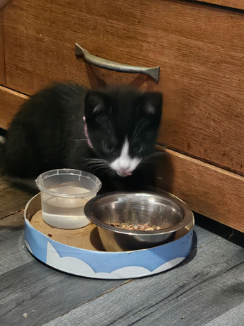 Tuxedo kitten for sale