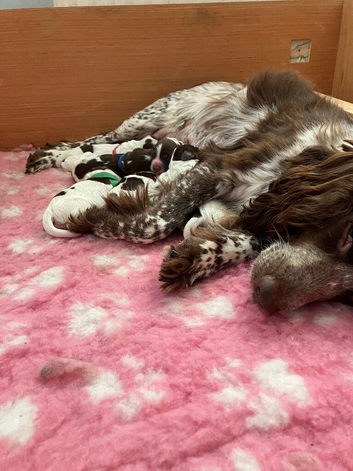 Sprocker last girl left