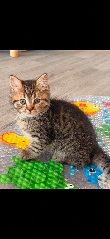 3 kittens remaining