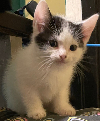 Male kittens