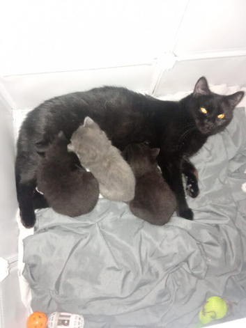 3 beautiful  kittens for sale
