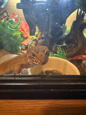 18 month old male