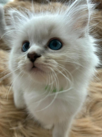 7 beautiful blue eyed ragdoll kittens.