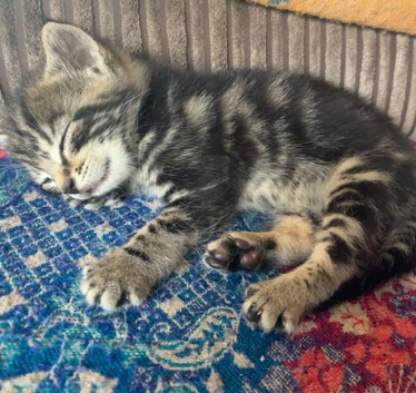 Girl kitten