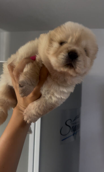 1 champion lines female to reserve ️