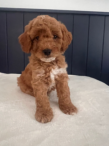 Absolutely stunning Cavapoo puppies