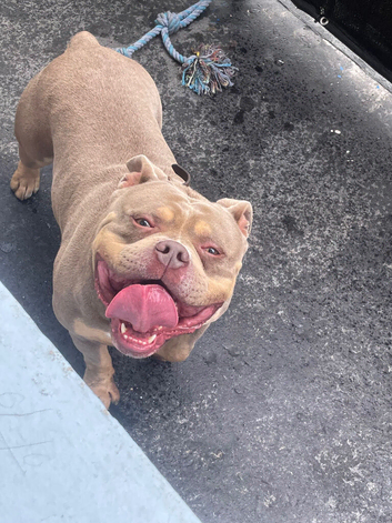 Pocket bully boy 3yrs old