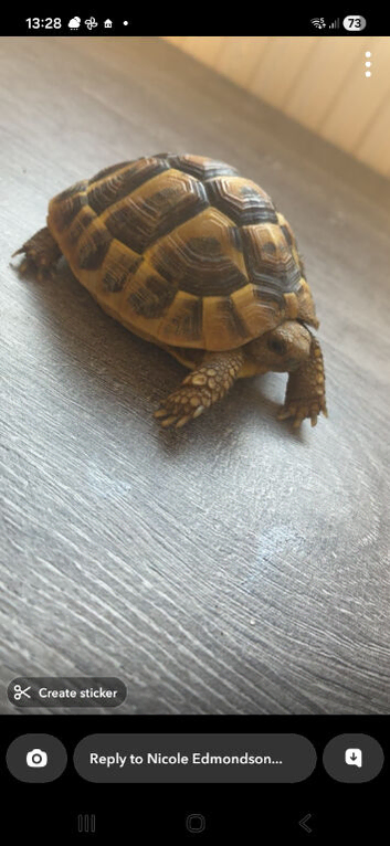tortoise 3 years old