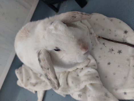 Male English lop