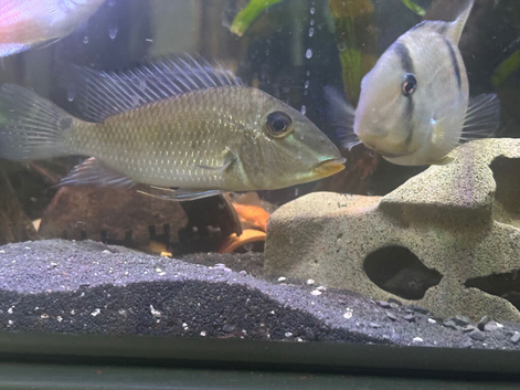 Geophagus Jurupari