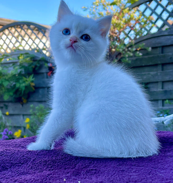 Golden Colourpoint Kittens in Tamworth