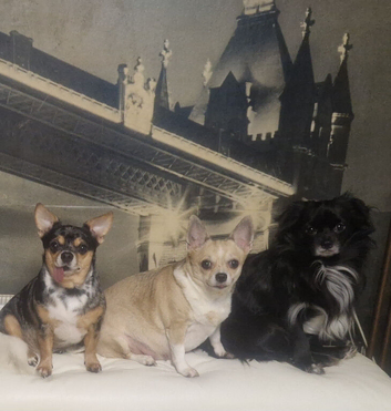 3 chihuahuas  for adoption