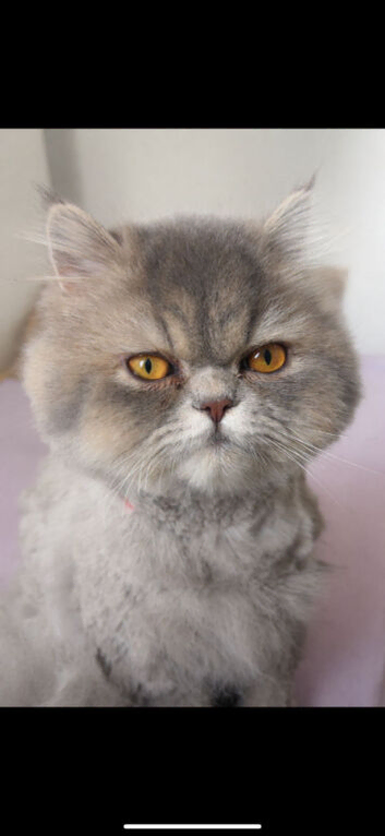 Long hair exotic persian cat