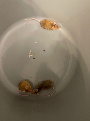 3 female curly mice