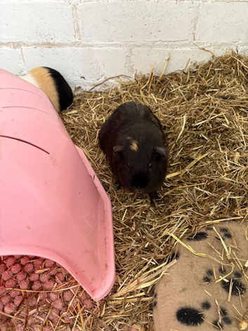 Four female guinea pigs