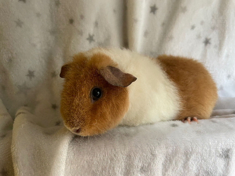 Teddy baby Guineapigs 1 male 1 female