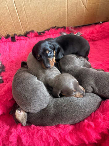 Beautiful litter off miniature dashounds