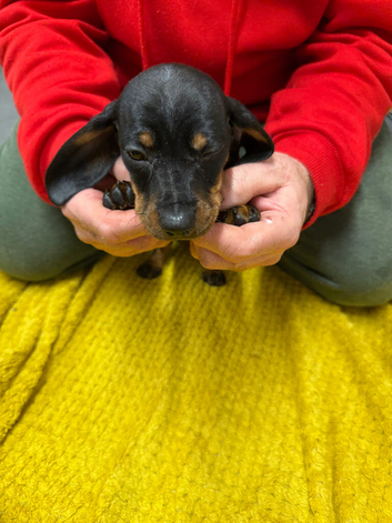 Only 1 girl left very small dachshund girl