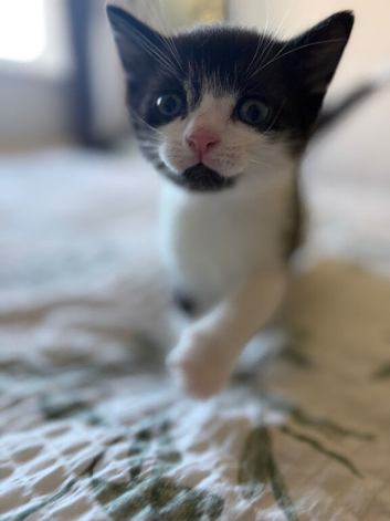 Boy kitten
