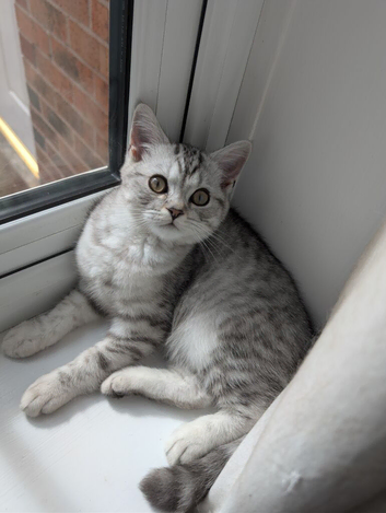 Full British shorthairs READY NOW!