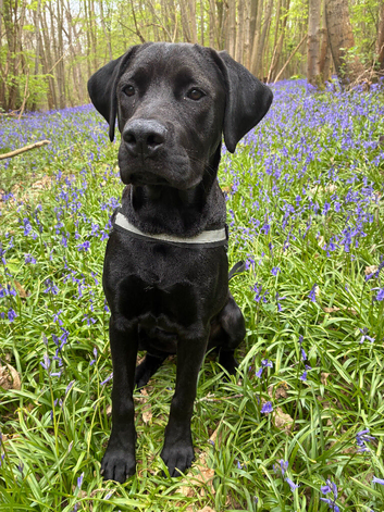 Cane corso x Rottweiler