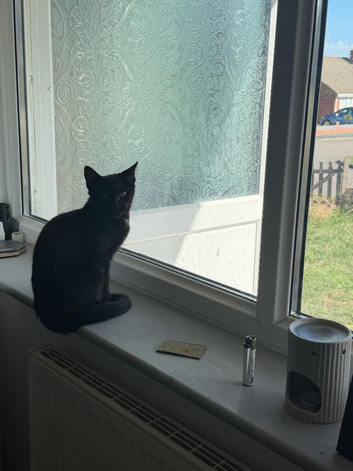Black Kitten