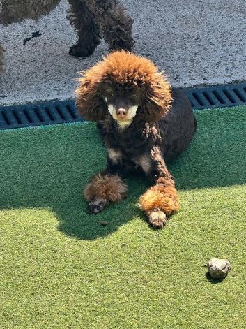 Chocolate Phantom KC Reg Toy Poodle Stud