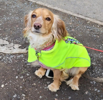 Small Working Cocker Female