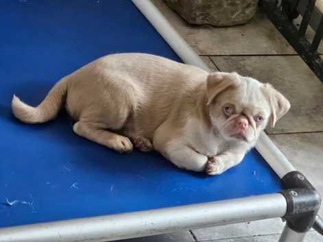 Beautiful Pink Pug puppies for sale