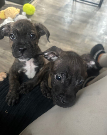Puppy Ready For A New Home
