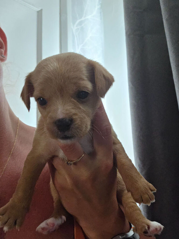Cavapoo pups