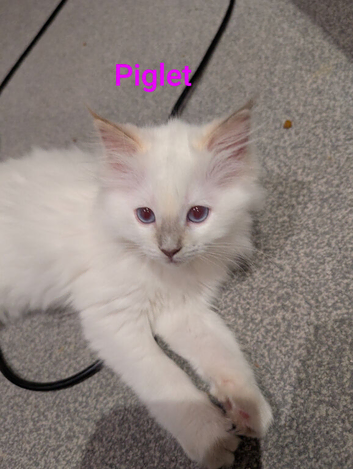 3 ragdolls kittens ready to go now