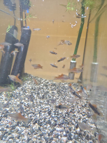 40 Swordtails ready to go