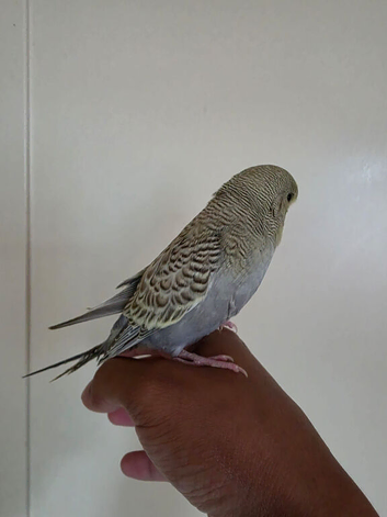 Silly hand tammed baby budgies for sale