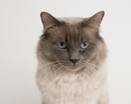 Ragdoll stud available Blue point and chocolate