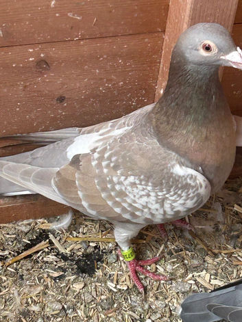 2. Brown check hens
