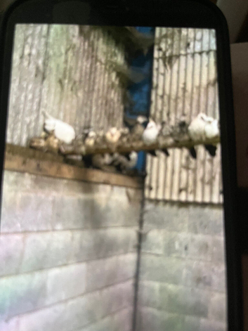 Peacock chicks 4 months +