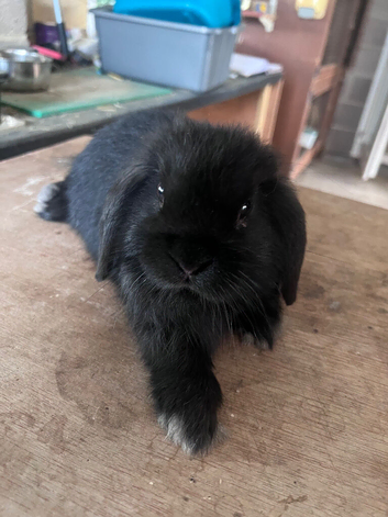 Gorgeous black miniature lop doe
