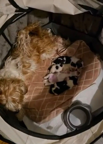 2 LHASO APSO X YORSHSIRE TERRIER PUPS