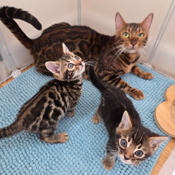 Tica registered bengal kitten