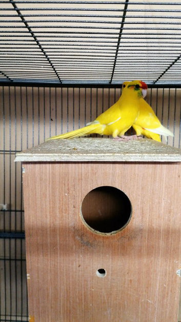 Kakarikies Pair